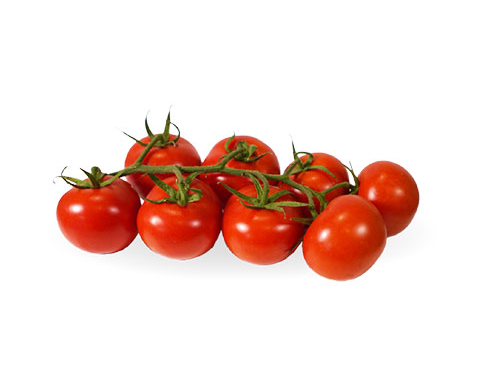 Tomate rama